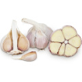 Natural 6P Fresh White Garlic Vegetables